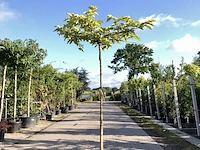 2x witte moerbei morus 'fruitless', dakboom, ca. 200 cm stamhoogte - afbeelding 1 van  2