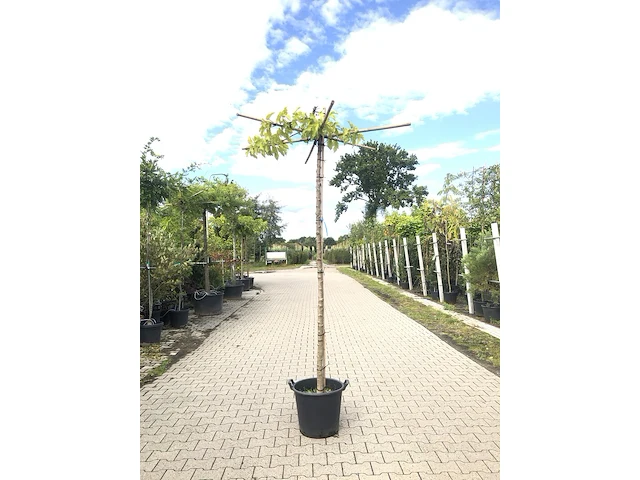 2x witte moerbei morus 'fruitless', dakboom, ca. 200 cm stamhoogte - afbeelding 2 van  2
