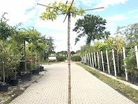 2x witte moerbei morus 'fruitless', dakboom, ca. 200 cm stamhoogte - afbeelding 2 van  2