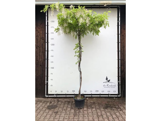 2x witteregen wisteria 'alba', dakboom, witte bloei, ca. 220 cm stamhoogte - afbeelding 1 van  3