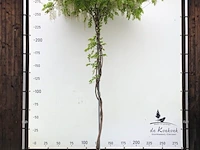 2x witteregen wisteria 'alba', dakboom, witte bloei, ca. 220 cm stamhoogte - afbeelding 1 van  3