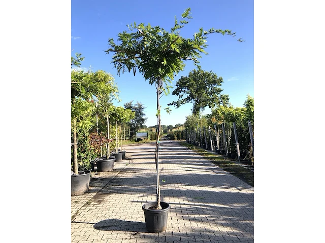 2x witteregen wisteria 'alba', dakboom, witte bloei, ca. 220 cm stamhoogte - afbeelding 2 van  3