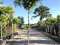 2x witteregen wisteria 'alba', dakboom, witte bloei, ca. 220 cm stamhoogte - afbeelding 2 van  3
