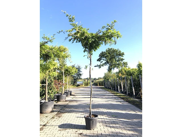 2x witteregen wisteria 'alba', dakboom, witte bloei, ca. 220 cm stamhoogte - afbeelding 3 van  3