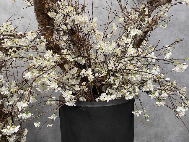 2x xxl kunstbloemen met pot - kersenbloesem - afbeelding 7 van  18