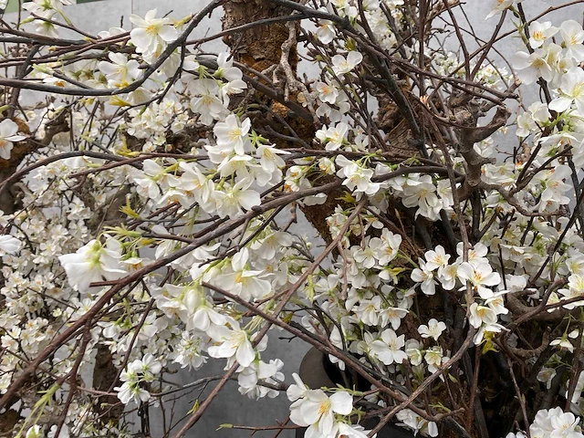 2x xxl kunstbloemen met pot - kersenbloesem - afbeelding 8 van  18