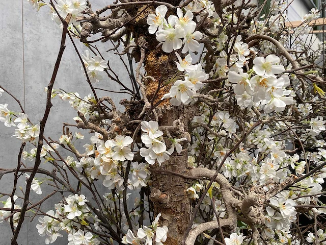 2x xxl kunstbloemen met pot - kersenbloesem - afbeelding 11 van  18