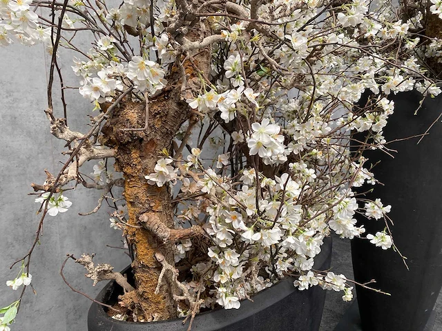 2x xxl kunstbloemen met pot - kersenbloesem - afbeelding 17 van  18