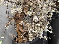 2x xxl kunstbloemen met pot - kersenbloesem - afbeelding 17 van  18
