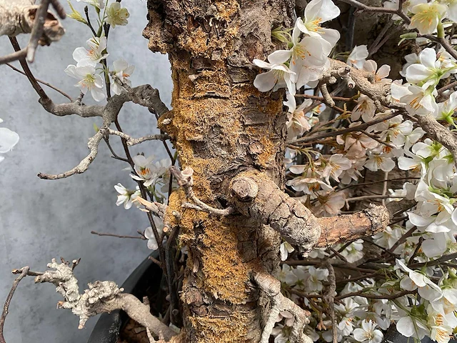 2x xxl kunstbloemen met pot - kersenbloesem - afbeelding 18 van  18