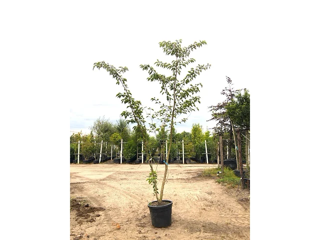 2x yoshinokers prunus yedoensis, meerstammig, witte bloesem, ca. 300 cm hoog - afbeelding 1 van  3