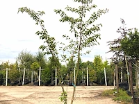 2x yoshinokers prunus yedoensis, meerstammig, witte bloesem, ca. 300 cm hoog - afbeelding 1 van  3
