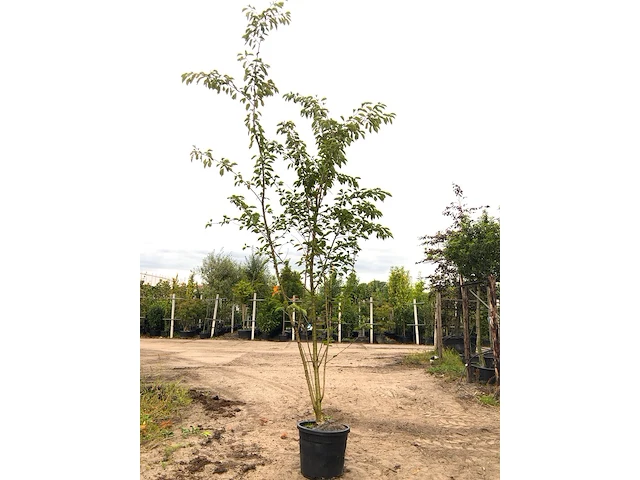 2x yoshinokers prunus yedoensis, meerstammig, witte bloesem, ca. 300 cm hoog - afbeelding 2 van  3