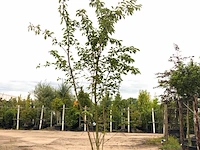 2x yoshinokers prunus yedoensis, meerstammig, witte bloesem, ca. 300 cm hoog - afbeelding 2 van  3