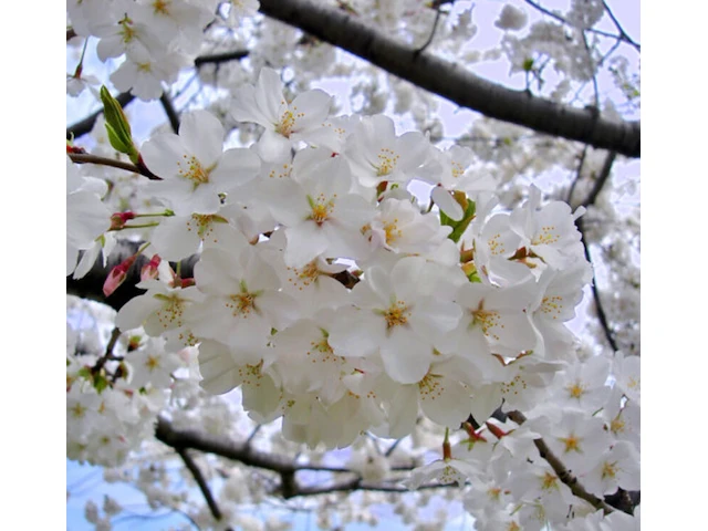2x yoshinokers prunus yedoensis, meerstammig, witte bloesem, ca. 300 cm hoog - afbeelding 3 van  3