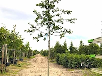 2x zomereik quercus robur, ca. 4 m hoog - afbeelding 1 van  2