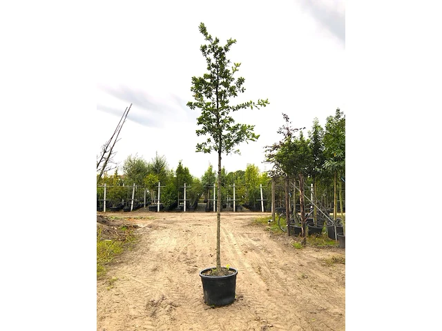 2x zomereik quercus robur, ca. 4 m hoog - afbeelding 2 van  2
