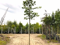 2x zomereik quercus robur, ca. 4 m hoog - afbeelding 2 van  2