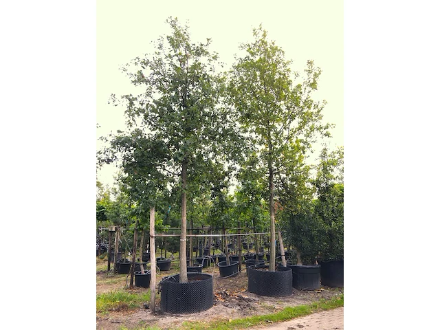 2x zomereik quercus robur, ca. 7 m hoog - afbeelding 1 van  3