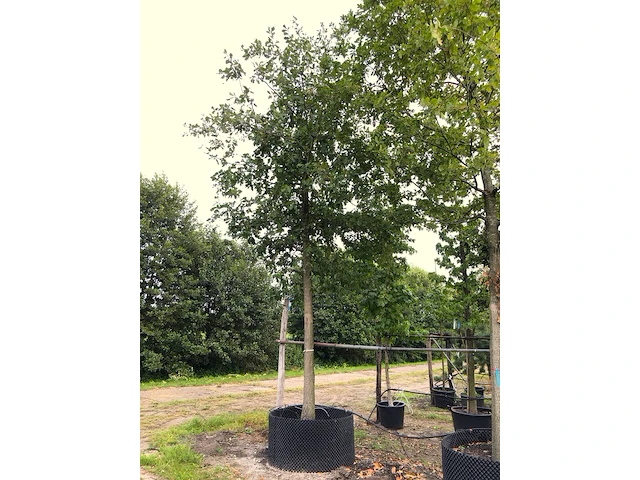 2x zomereik quercus robur, ca. 7 m hoog - afbeelding 2 van  3