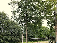 2x zomereik quercus robur, ca. 7 m hoog - afbeelding 2 van  3