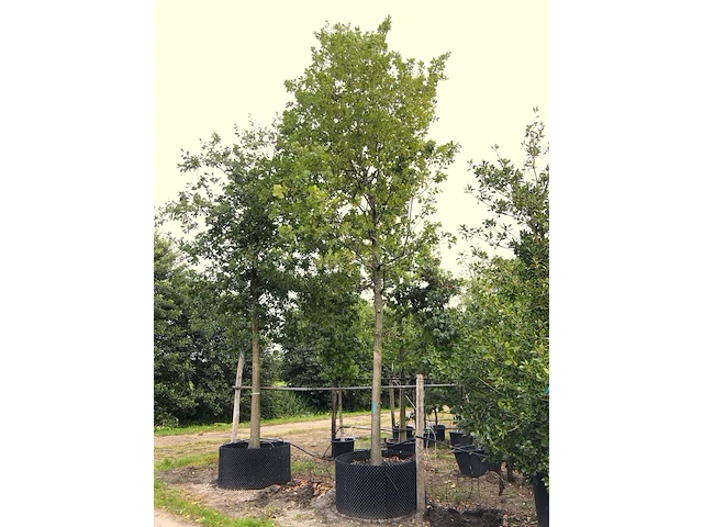 2x zomereik quercus robur, ca. 7 m hoog - afbeelding 3 van  3