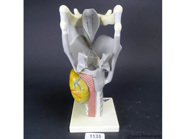 3 b anatomisch model van een strottenhoofd - afbeelding 1 van  5