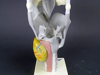 3 b anatomisch model van een strottenhoofd - afbeelding 1 van  5