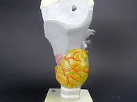 3 b anatomisch model van een strottenhoofd - afbeelding 2 van  5