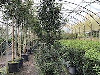 35x portugese laurier prunus 'angustifolia', haagplant, wintergroen, ca. 20 m1 haag - afbeelding 1 van  3