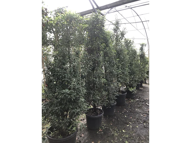 35x portugese laurier prunus 'angustifolia', haagplant, wintergroen, ca. 20 m1 haag - afbeelding 2 van  3