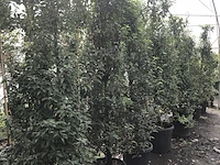 35x portugese laurier prunus 'angustifolia', haagplant, wintergroen, ca. 20 m1 haag - afbeelding 2 van  3