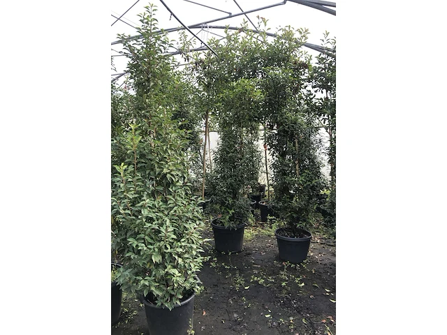 35x portugese laurier prunus 'angustifolia', haagplant, wintergroen, ca. 20 m1 haag - afbeelding 3 van  3