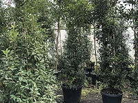 35x portugese laurier prunus 'angustifolia', haagplant, wintergroen, ca. 20 m1 haag - afbeelding 3 van  3