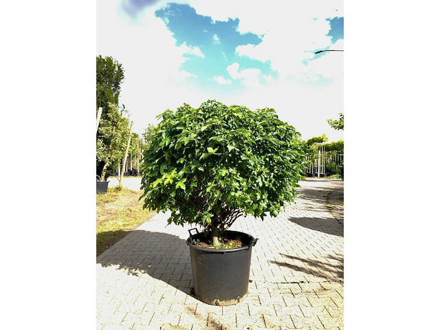 3x amberboom liquidambar 'gum ball', bolboom, herfstverkleuring, ca. 20 cm stamhoogte - afbeelding 1 van  3