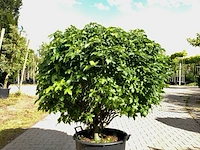 3x amberboom liquidambar 'gum ball', bolboom, herfstverkleuring, ca. 20 cm stamhoogte - afbeelding 1 van  3