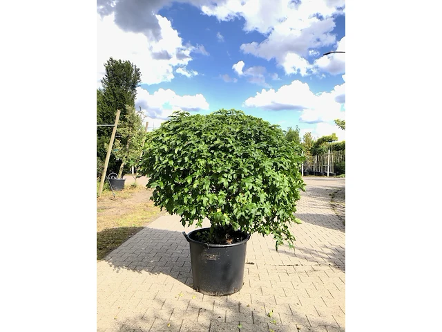 3x amberboom liquidambar 'gum ball', bolboom, herfstverkleuring, ca. 20 cm stamhoogte - afbeelding 2 van  3