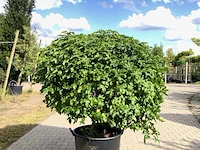 3x amberboom liquidambar 'gum ball', bolboom, herfstverkleuring, ca. 20 cm stamhoogte - afbeelding 2 van  3