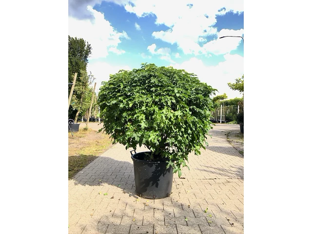 3x amberboom liquidambar 'gum ball', bolboom, herfstverkleuring, ca. 20 cm stamhoogte - afbeelding 3 van  3