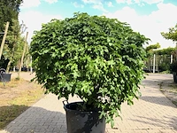 3x amberboom liquidambar 'gum ball', bolboom, herfstverkleuring, ca. 20 cm stamhoogte - afbeelding 3 van  3