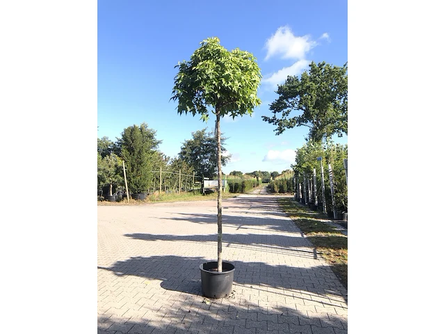 3x amberboom liquidambar 'gum ball', bolboom, herfstverkleuring, ca. 200 cm stamhoogte - afbeelding 1 van  3
