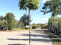 3x amberboom liquidambar 'gum ball', bolboom, herfstverkleuring, ca. 200 cm stamhoogte - afbeelding 1 van  3