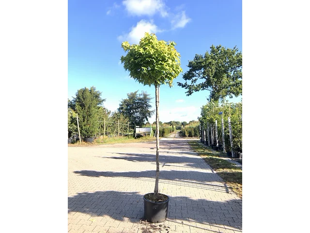 3x amberboom liquidambar 'gum ball', bolboom, herfstverkleuring, ca. 200 cm stamhoogte - afbeelding 2 van  3