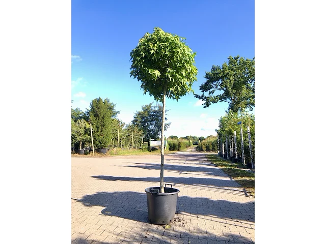 3x amberboom liquidambar 'gum ball', bolboom, herfstverkleuring, ca. 200 cm stamhoogte - afbeelding 3 van  3