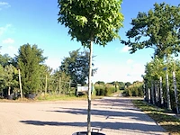 3x amberboom liquidambar 'gum ball', bolboom, herfstverkleuring, ca. 200 cm stamhoogte - afbeelding 3 van  3