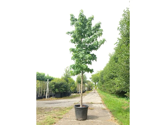 3x amberboom liquidambar styraciflua, herfstverkleuring, ca. 4 m hoog - afbeelding 1 van  4