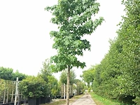 3x amberboom liquidambar styraciflua, herfstverkleuring, ca. 4 m hoog - afbeelding 1 van  4