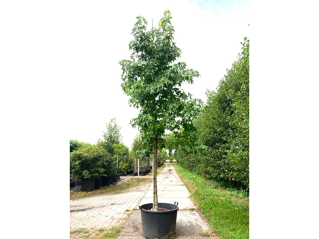 3x amberboom liquidambar styraciflua, herfstverkleuring, ca. 4 m hoog - afbeelding 2 van  4