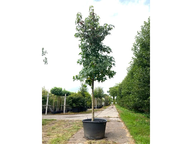 3x amberboom liquidambar styraciflua, herfstverkleuring, ca. 4 m hoog - afbeelding 3 van  4