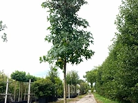 3x amberboom liquidambar styraciflua, herfstverkleuring, ca. 4 m hoog - afbeelding 3 van  4